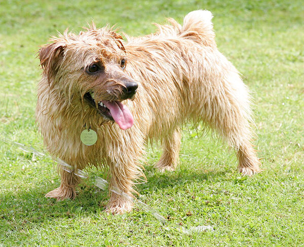 Teddy Playing With The Garden Hose