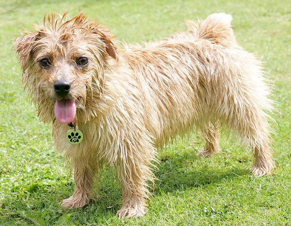 Teddy With New Punk Hairstyle