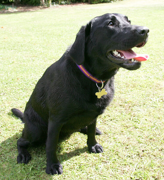 Ellie