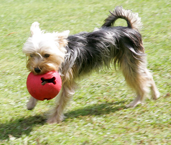 Layla and The Red Ball