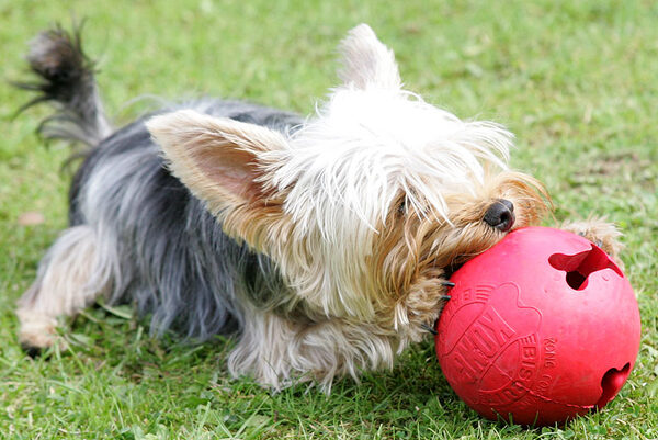 Layla and the Red Ball