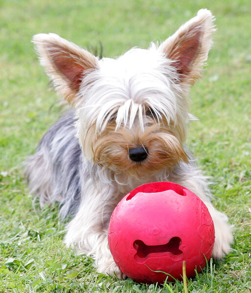Layla and the Red Ball