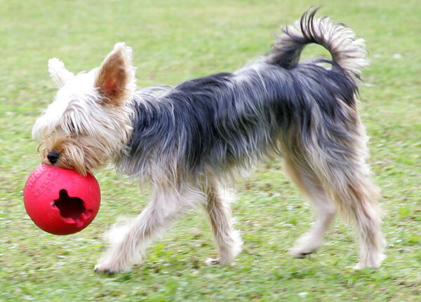 Layla and the Red Ball