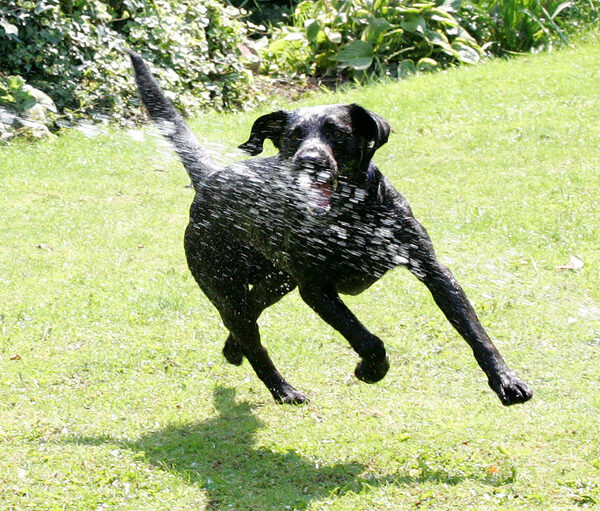 Harvey Buddy