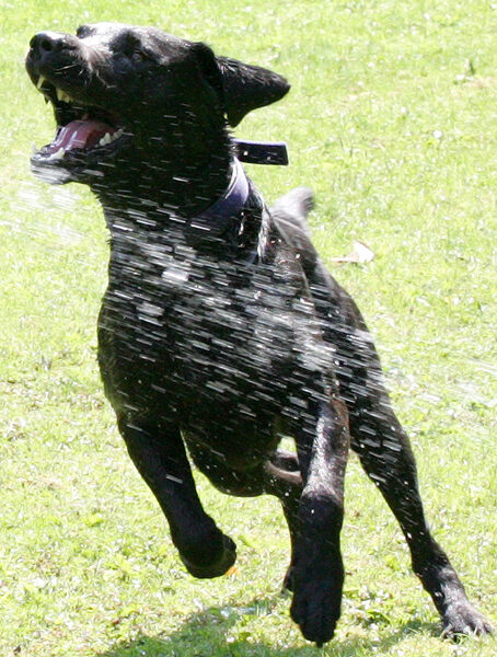 Harvey Buddy