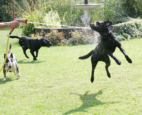 Tapa, Harvey, and Buddy -- Dog Ballet