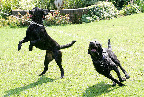 Harvey and Buddy