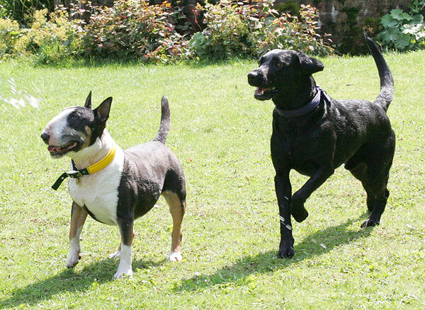 Tapa and Harvey Buddy