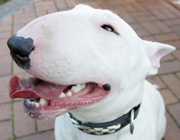 Bella the Bull Terrier