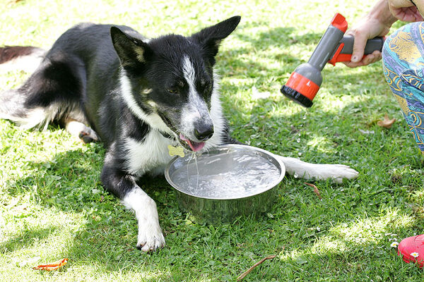 Harvey Having A Cool Drink