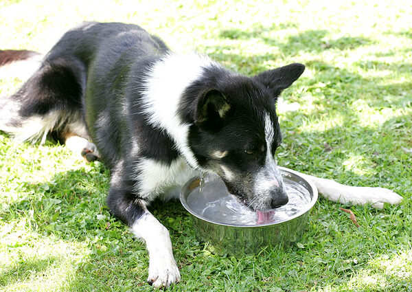 Harvey Having A Drink