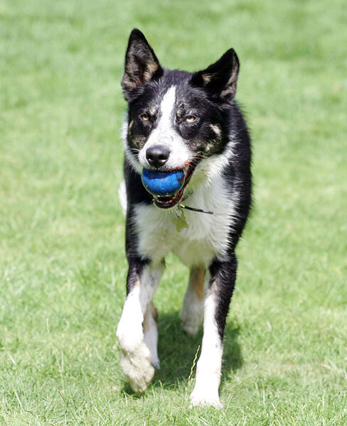 Harvey Playing Ball