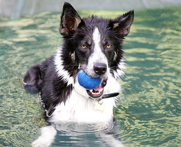 Harvey With The Blue Ball