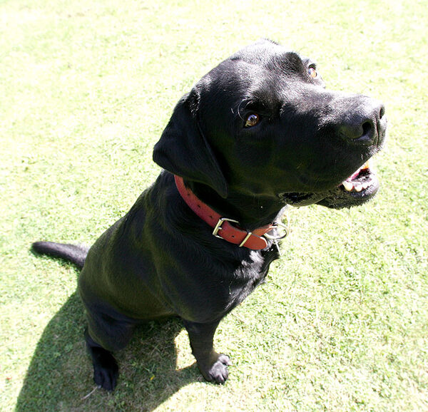 Max