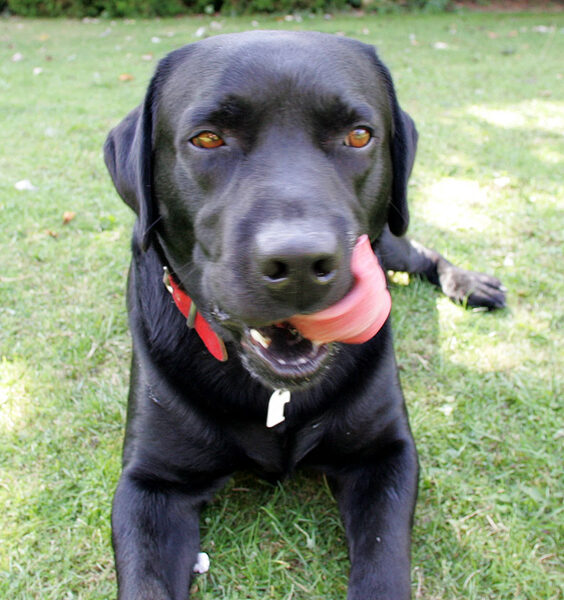 Max Licking His Chops