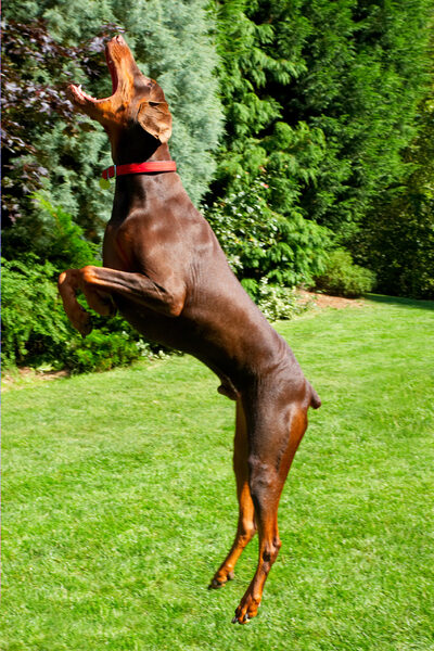 Going for the catch