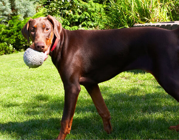 I got a ball - so what!