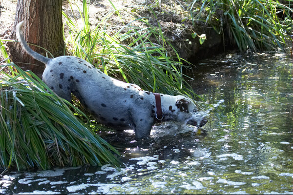 .............. for another dip ..............