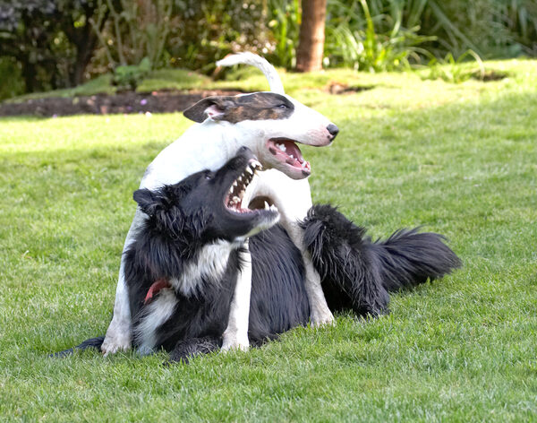 ............. from those BIG teeth!!