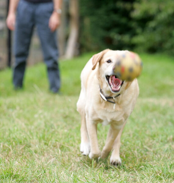 Zac Chasing The Ball
