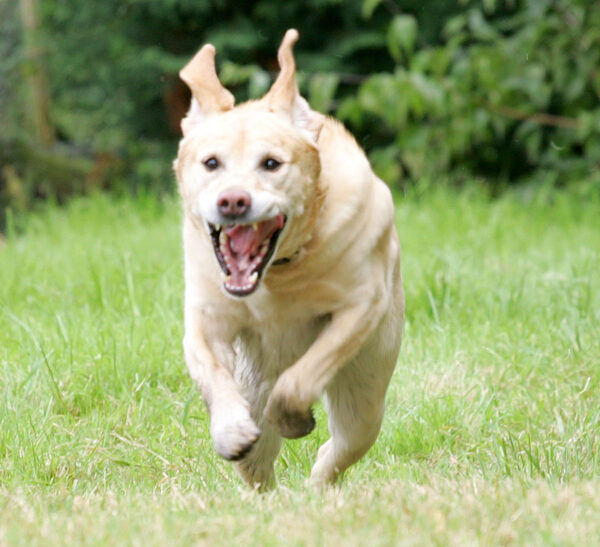 Zac in Pursuit