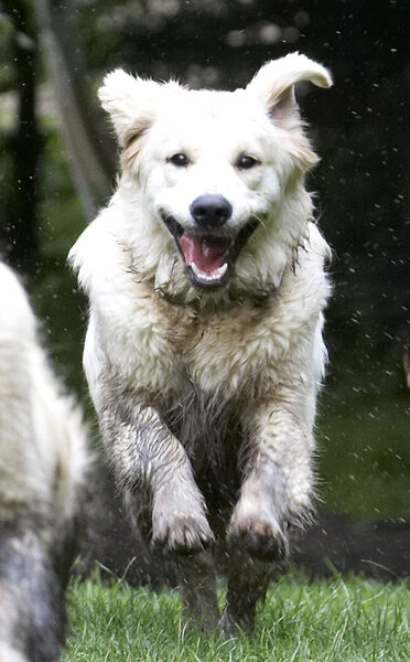 Leaping for joy