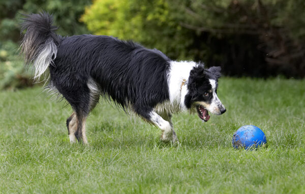 ........ going in for the grab .........