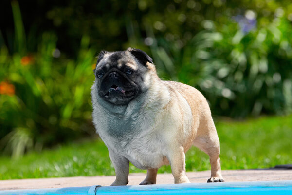Boy, it's a big pool