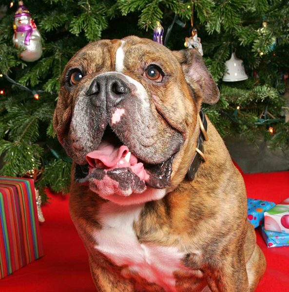 Frank at Christmas