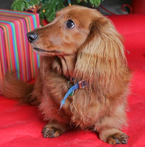 Molly at Christmas
