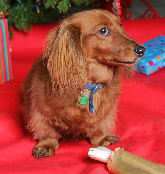 Molly at Christmas