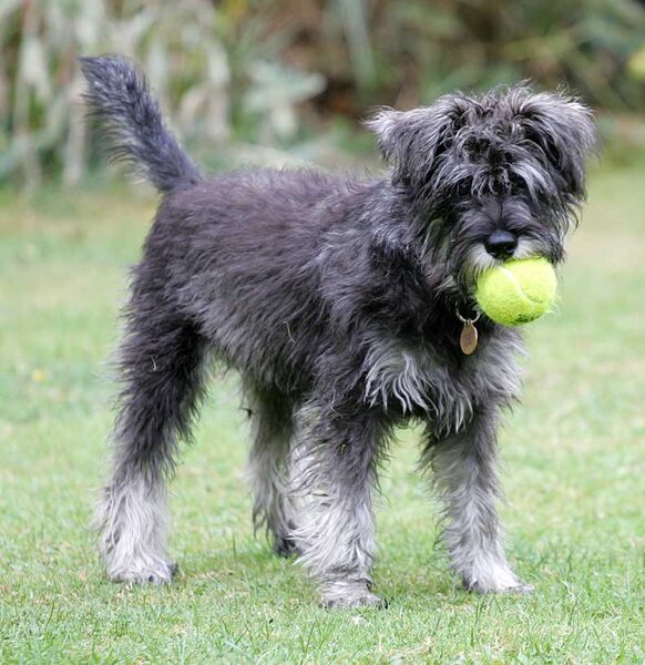 Foggy With A Tennis Ball