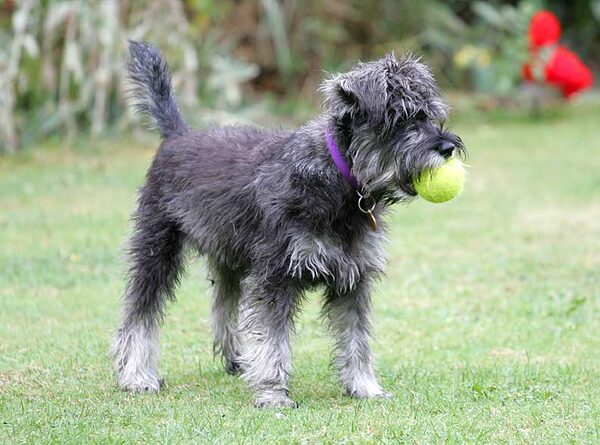 Foggy With A Tennis Ball