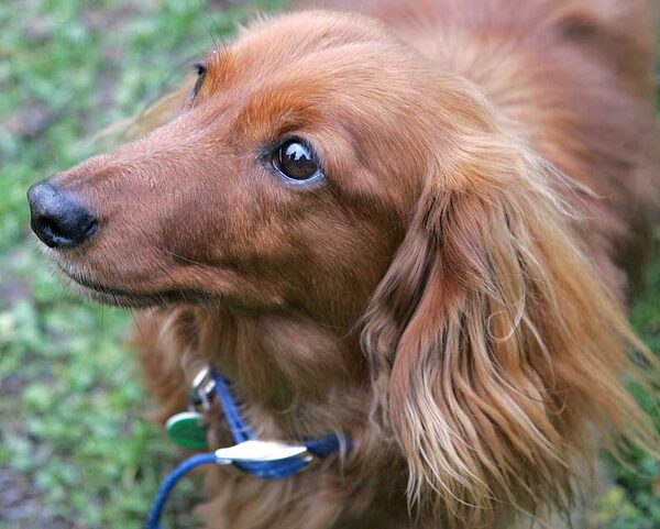 Molly