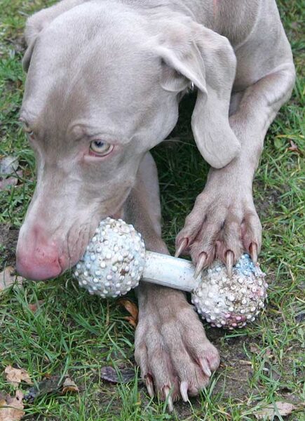 Moon the Weimaraner