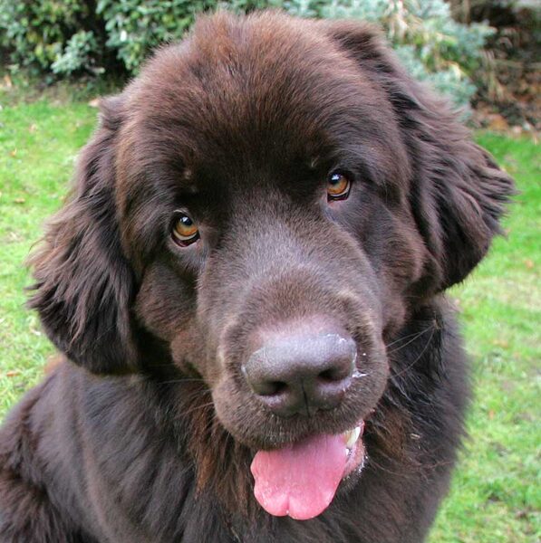 Toby