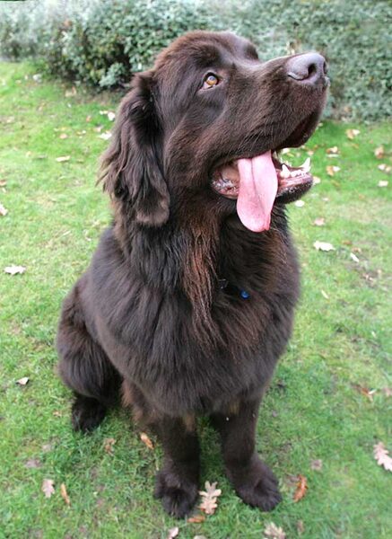 Toby the Newfoundland