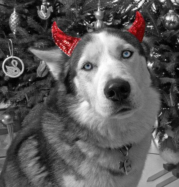 Lupus and The Devil Ears