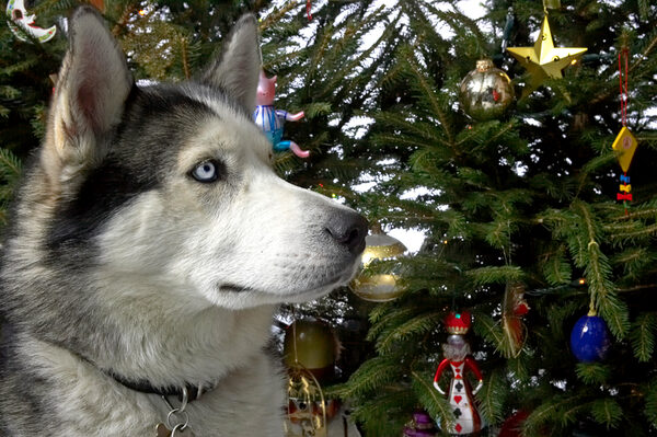 Lupus at Christmas