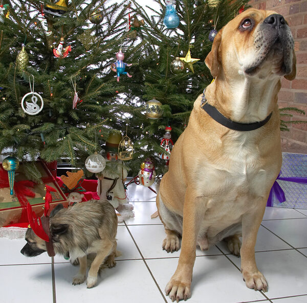 Brutus and Peepee