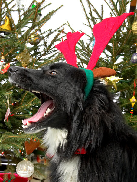 Barney and the Red Antlers