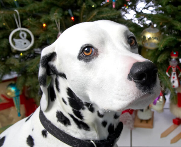 Alfie