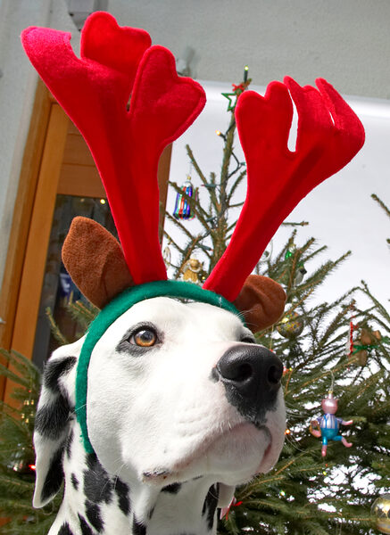 Alfie and the Red Antlers