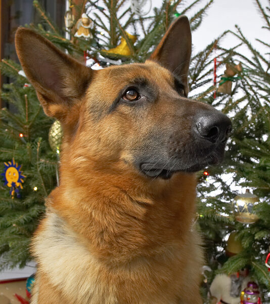 Sasha at Christmas