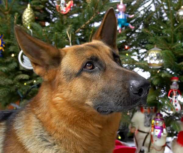 Sasha at Christmas