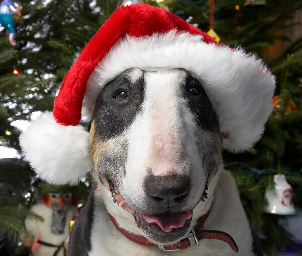 Tapa In His Santa Hat