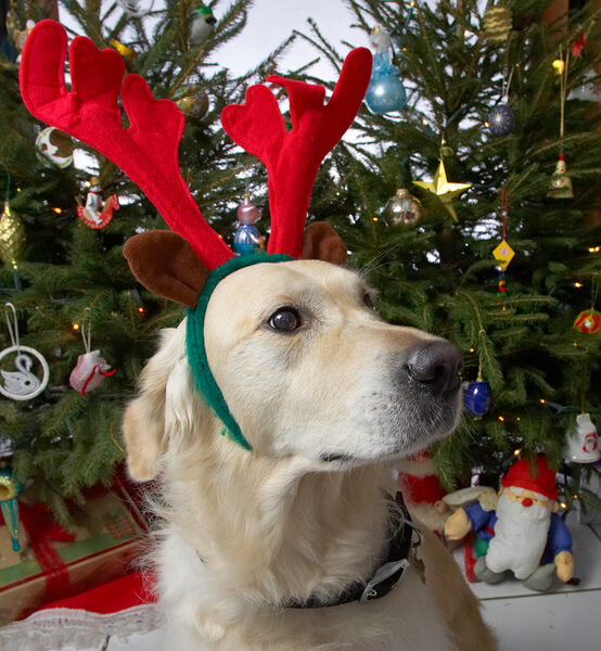 Rosie in the Red Antlers