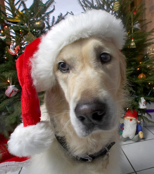 Rosie In Her Santa Hat