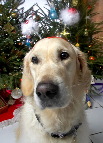 Rosie at Christmas