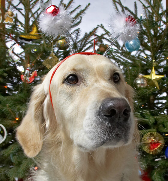 Rosie
